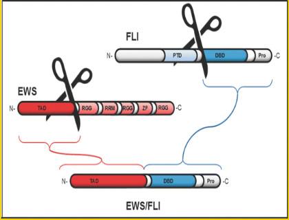 Ewing-Sarcoma-Double-Strand-Break