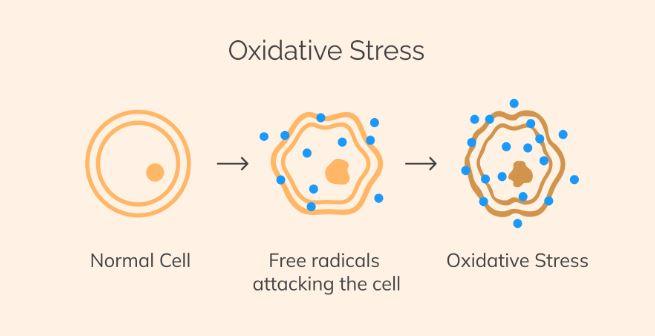 Oxidative Stress